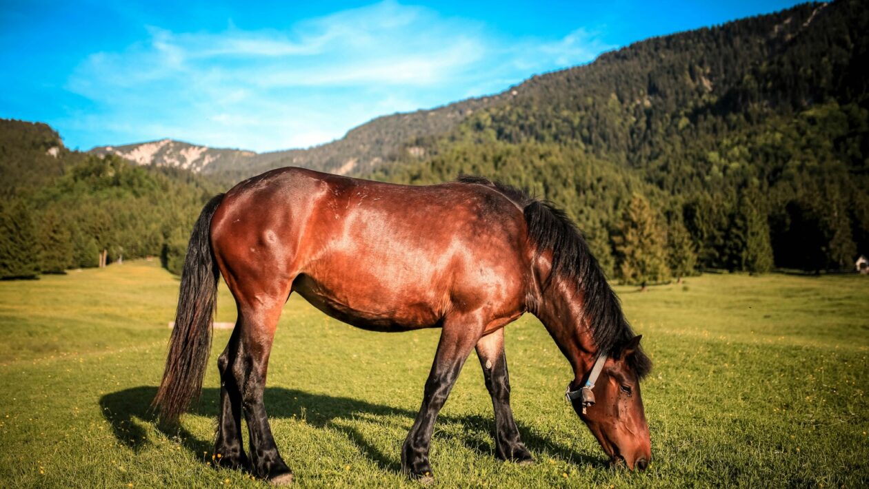 Digitálna reputácia: Budovanie osobnej značky v online prostredí