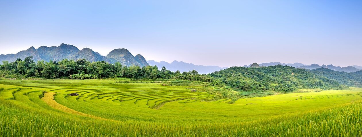 Globálne príklady: Analýza značiek s výrazným a rozpoznateľným archetypom