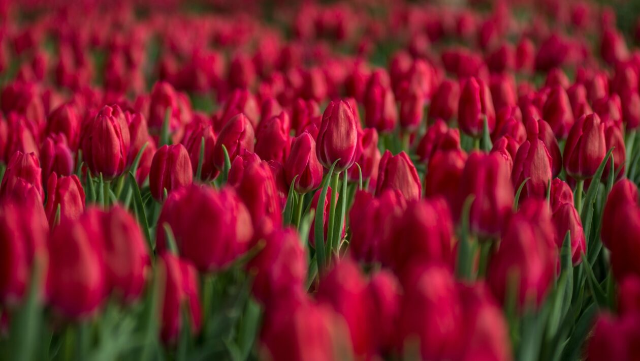 Dátová integrácia: Prepojenie CRM s marketingovými a analytickými nástrojmi