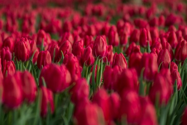 Dátová integrácia: Prepojenie CRM s marketingovými a analytickými nástrojmi