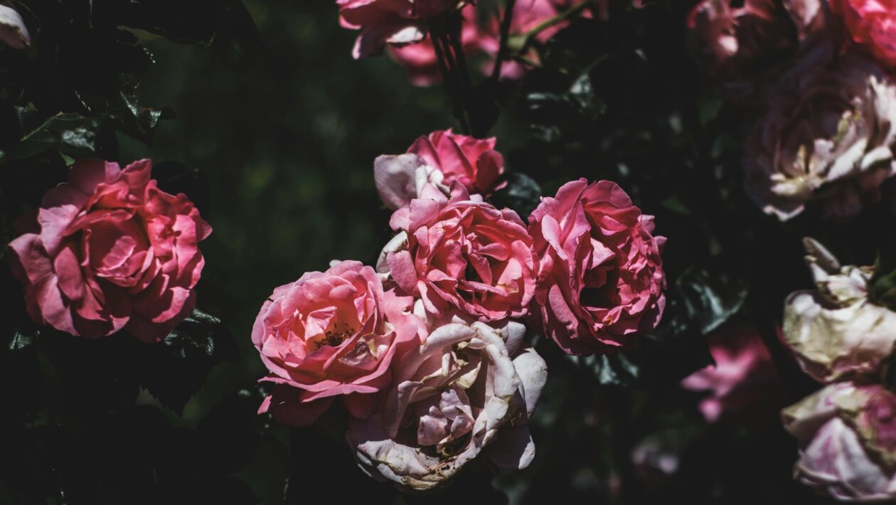 Ochrana obsahu: Ochrana autorských práv a digitálneho obsahu cez blockchain