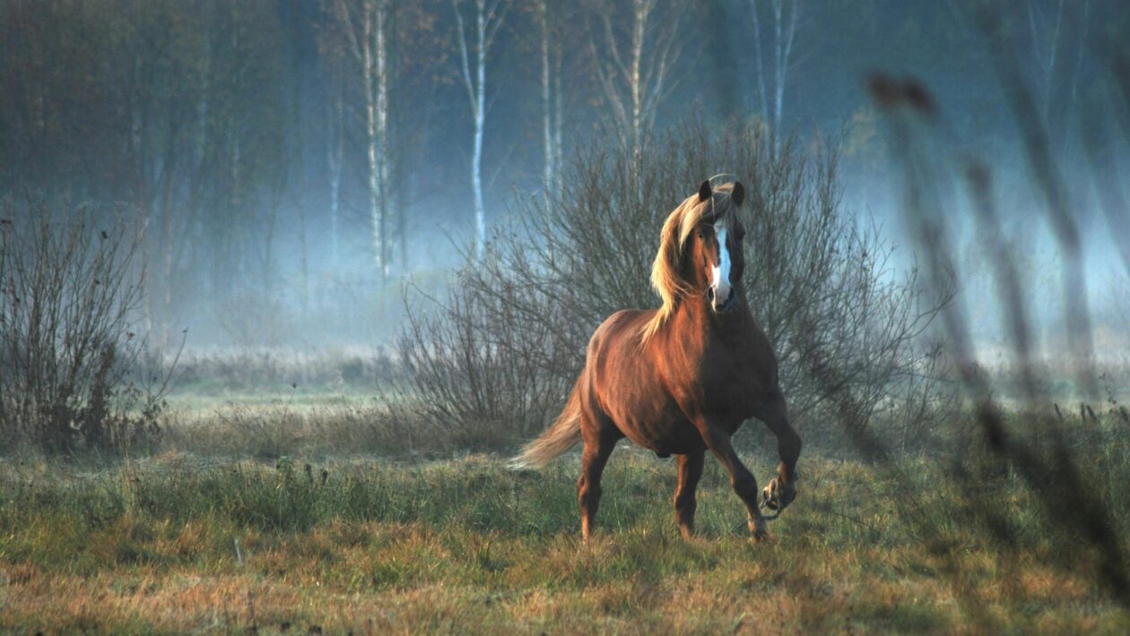 Automatizovaná efektivita: Výhody a riziká automatizovanej reklamy