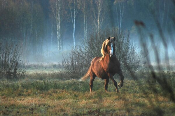 Automatizovaná efektivita: Výhody a riziká automatizovanej reklamy