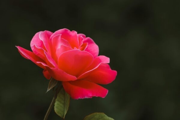 Kognitívny rámec: Psychológia dôvery v online transakciách