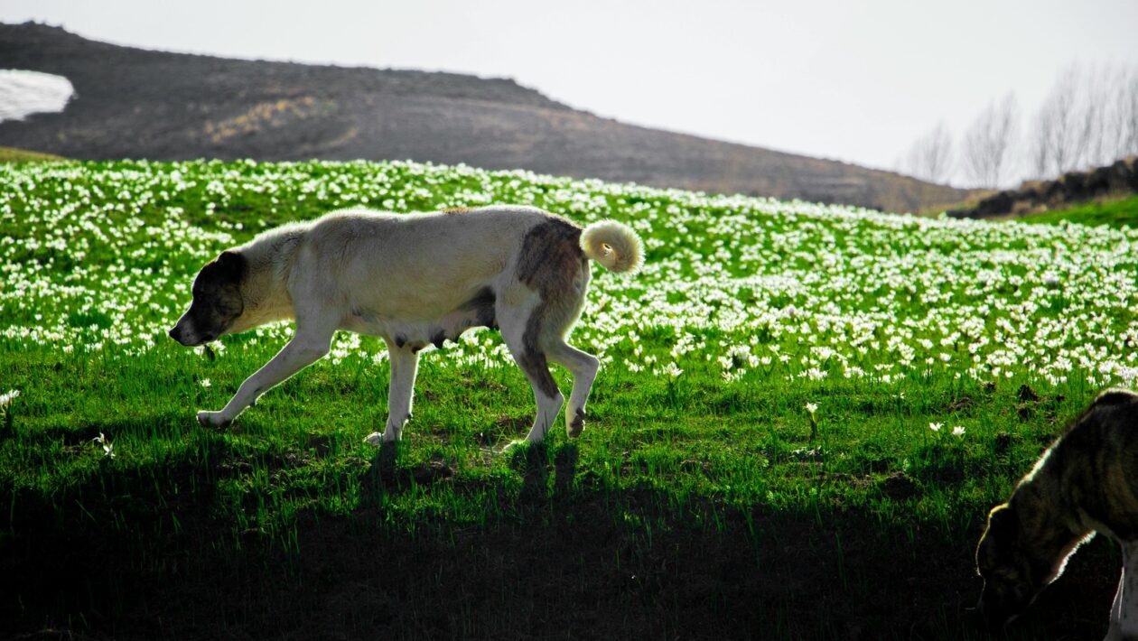 Motivácia k predaju: Psychológia predaja a motivácia zákazníka k vyššej hodnote nákupu