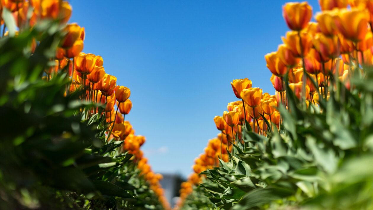 Behaviorálne spúšťače: Využitie behaviorálnych spúšťačov v marketingovej automatizácii