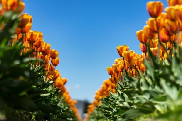 Behaviorálne spúšťače: Využitie behaviorálnych spúšťačov v marketingovej automatizácii