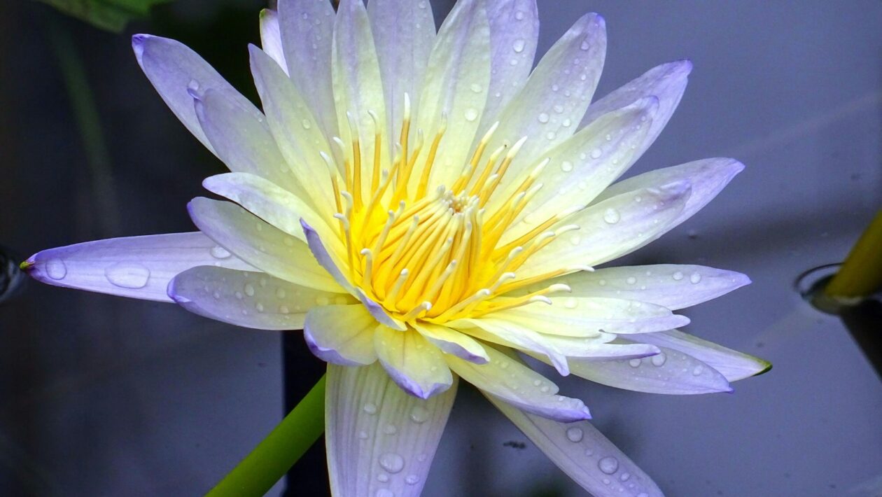 Platformy pre e-commerce: Prehľad platforiem pre e-commerce automatizáciu