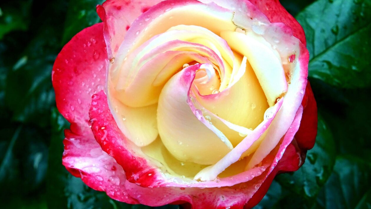 Phygital Experience: Integrácia e-shopu a kamenných predajní