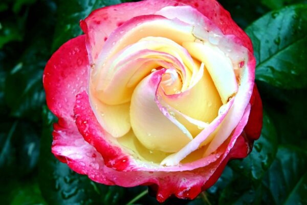 Phygital Experience: Integrácia e-shopu a kamenných predajní