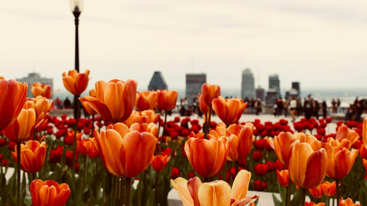 Dátová transparentnosť: Kľúč k budovaniu zákazníckej dôvery v post-cookie ére