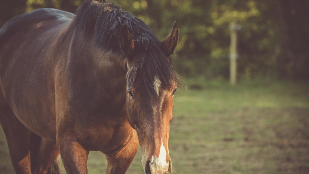 Multisenzorický marketing: Zmyslové podnety ako nástroj hĺbkovej značkovej komunikácie