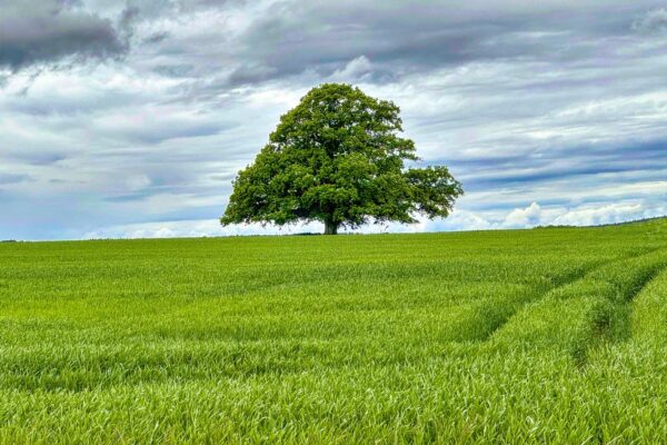 Aplikovaná neuroveda: Využitie neurovied v emočnom marketingu a reklame